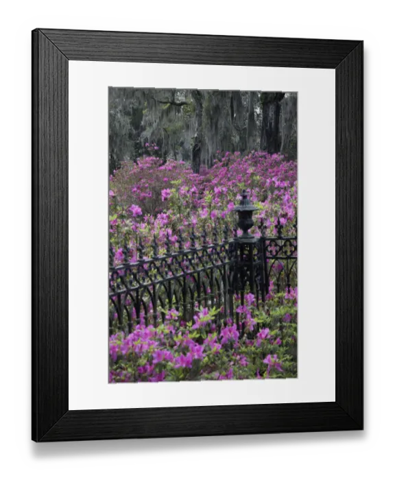 Framed Print : Iron fence and azaleas in full bloom, Bonaventure Cemetery, Savannah, Georgia