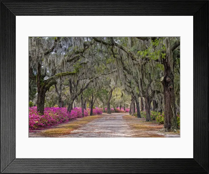 Framed Print : Rural road with azaleas and live oaks lining roadway, Bonaventure Cemetery, Savannah, Georgia Framed Print : Rural road with azaleas and live oaks lining roadway, Bonaventure Cemetery, Savannah, Georgia