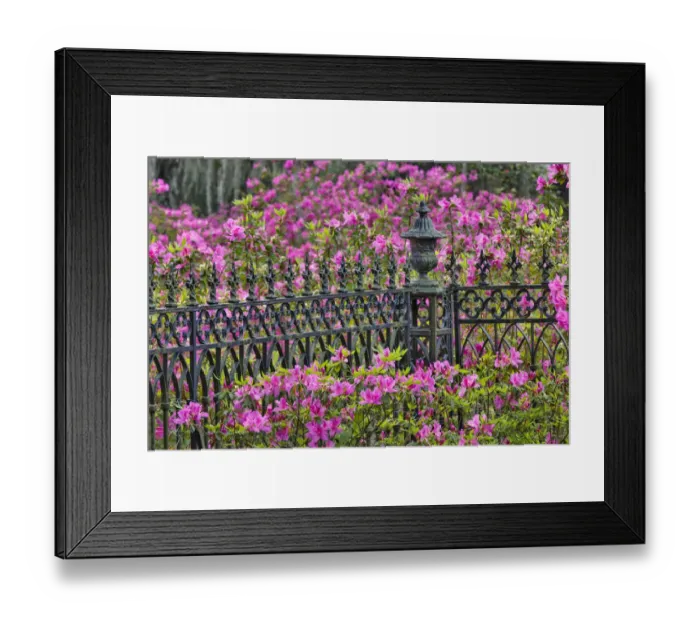 Framed Print : Iron fence and azaleas in full bloom, Bonaventure Cemetery, Savannah, Georgia Framed Print : Iron fence and azaleas in full bloom, Bonaventure Cemetery, Savannah, Georgia