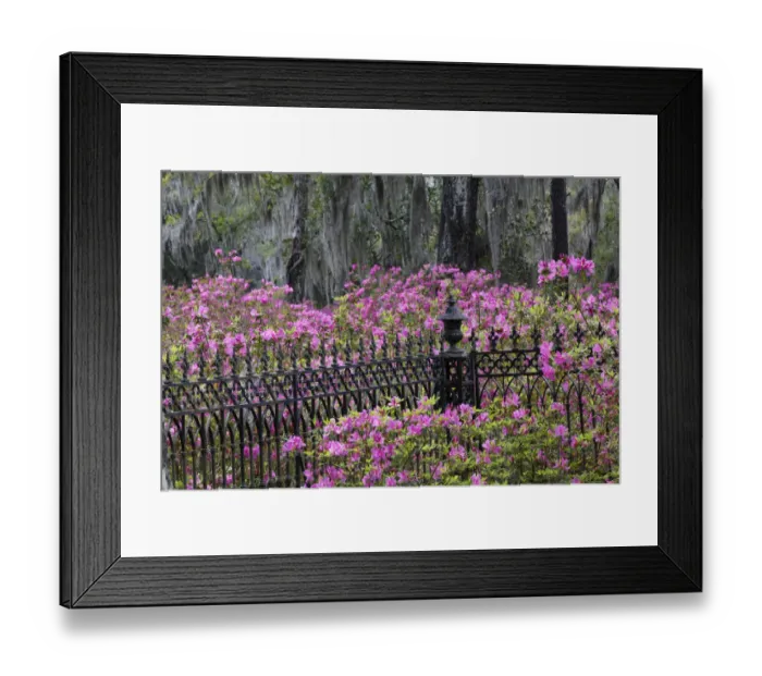 Framed Print : Iron fence and azaleas in full bloom, Bonaventure Cemetery, Savannah, Georgia Framed Print : Iron fence and azaleas in full bloom, Bonaventure Cemetery, Savannah, Georgia