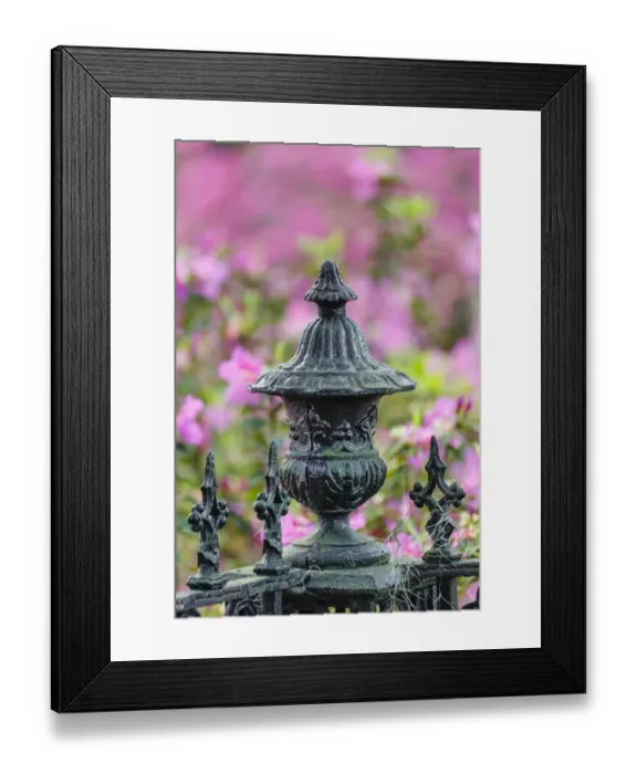Framed Print : Iron fence and azaleas in full bloom, Bonaventure Cemetery, Savannah, Georgia Framed Print : Iron fence and azaleas in full bloom, Bonaventure Cemetery, Savannah, Georgia