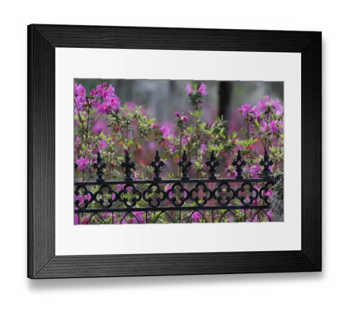 Framed Print : Iron fence and azaleas in full bloom, Bonaventure Cemetery, Savannah, Georgia Framed Print : Iron fence and azaleas in full bloom, Bonaventure Cemetery, Savannah, Georgia