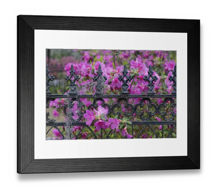 Framed Print : Iron fence and azaleas in full bloom, Bonaventure Cemetery, Savannah, Georgia Framed Print : Iron fence and azaleas in full bloom, Bonaventure Cemetery, Savannah, Georgia
