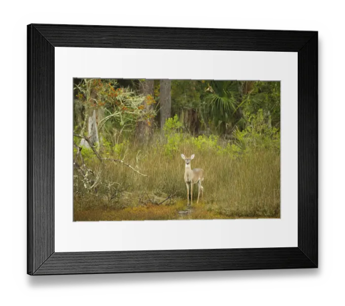 Framed Print : USA, Georgia, Savannah. Young buck in the marsh at Skidaway Island Ste Park Framed Print : USA, Georgia, Savannah. Young buck in the marsh at Skidaway Island Ste Park