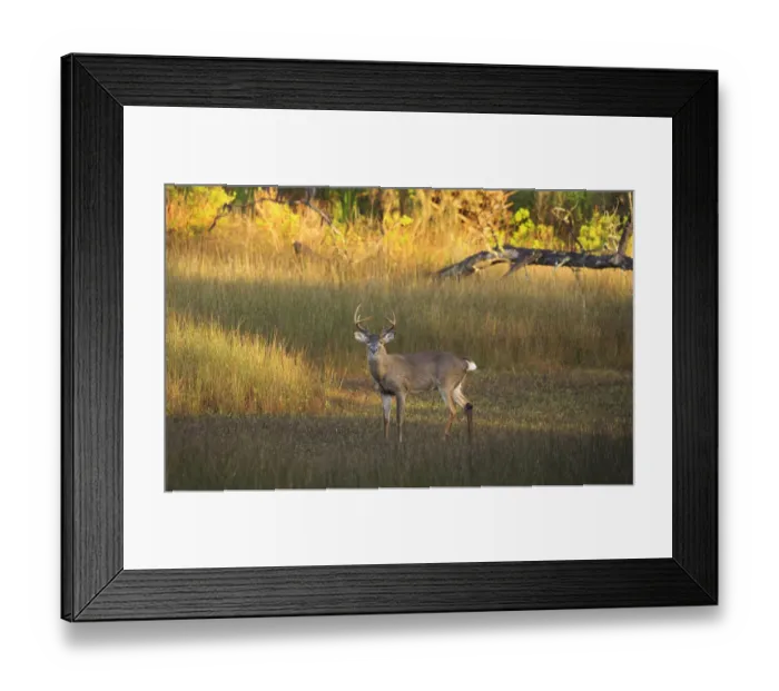 Framed Print : USA, Georgia, Savannah. Buck in the marsh at Skidaway Island Framed Print : USA, Georgia, Savannah. Buck in the marsh at Skidaway Island