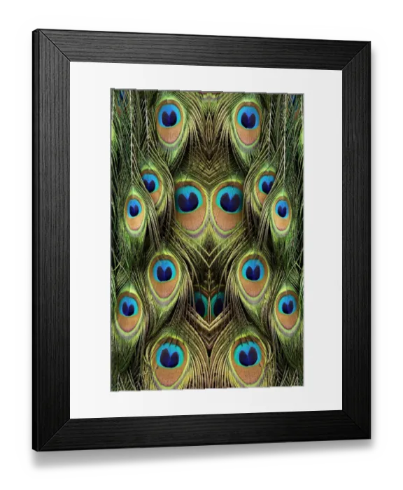 Framed Print : Male Peafowl feather pattern, Florida