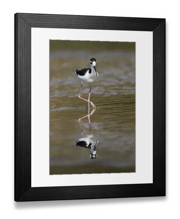 Framed Print : Black-necked stilt, Myakka River State Park, Florida Framed Print : Black-necked stilt, Myakka River State Park, Florida