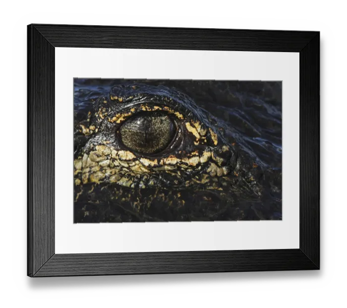 Framed Print : American alligator eyeball close-up from eye level with water, Myakka River State Park, Florida Framed Print : American alligator eyeball close-up from eye level with water, Myakka River State Park, Florida