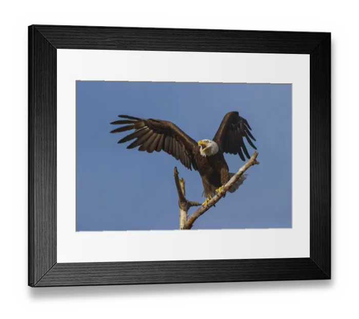 Framed Print : Bald eagle flying, Florida Framed Print : Bald eagle flying, Florida