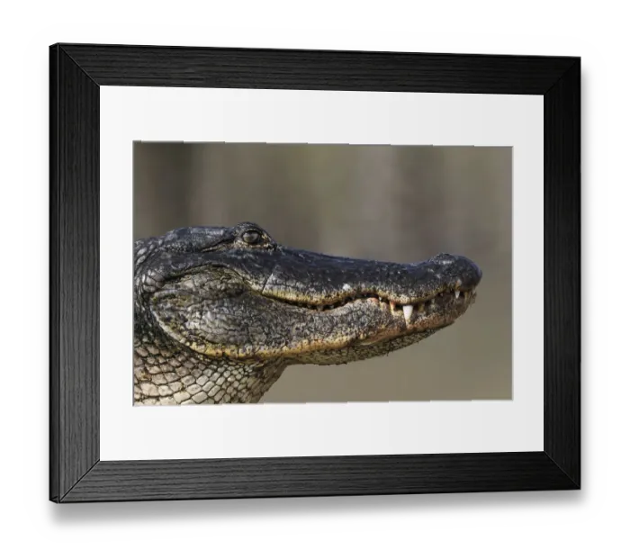 Framed Print : American alligator from eye level with water, Myakka River State Park, Florida Framed Print : American alligator from eye level with water, Myakka River State Park, Florida