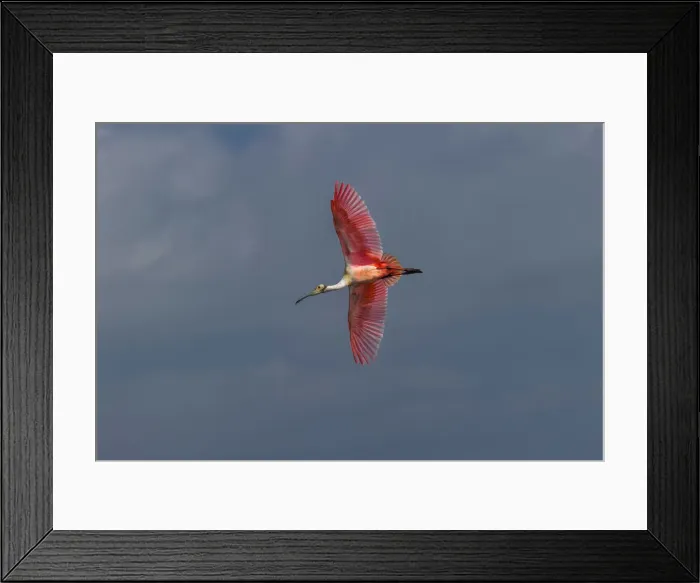 Framed Print : Roseate spoonbill flying, Merritt Island National Wildlife Refuge, Florida