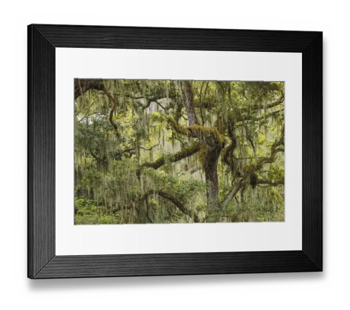 Framed Print : Live oak trees draped in Spanish moss, Polk County, Florida Framed Print : Live oak trees draped in Spanish moss, Polk County, Florida