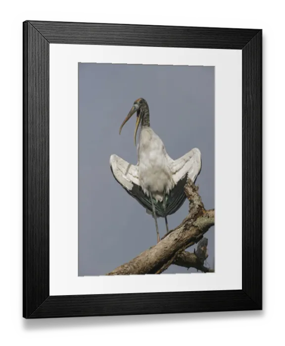 Framed Print : Wood stork, Circle B Ranch, Florida