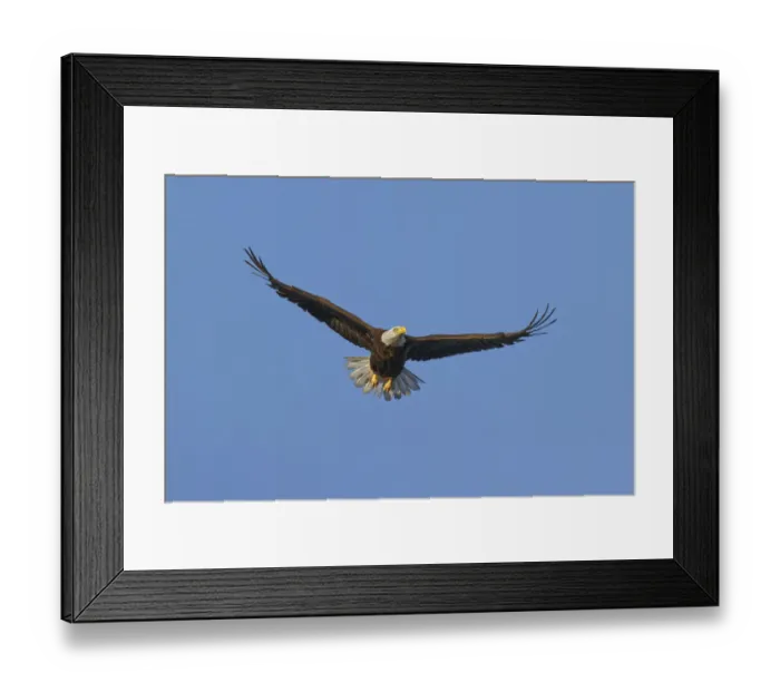 Framed Print : Bald eagle flying, Florida