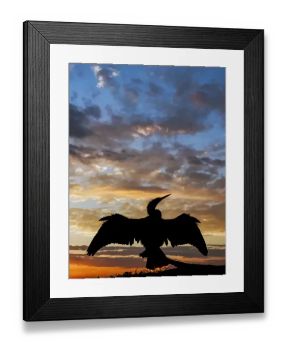 Framed Print : Anhinga silhouetted at sunset, Florida Framed Print : Anhinga silhouetted at sunset, Florida