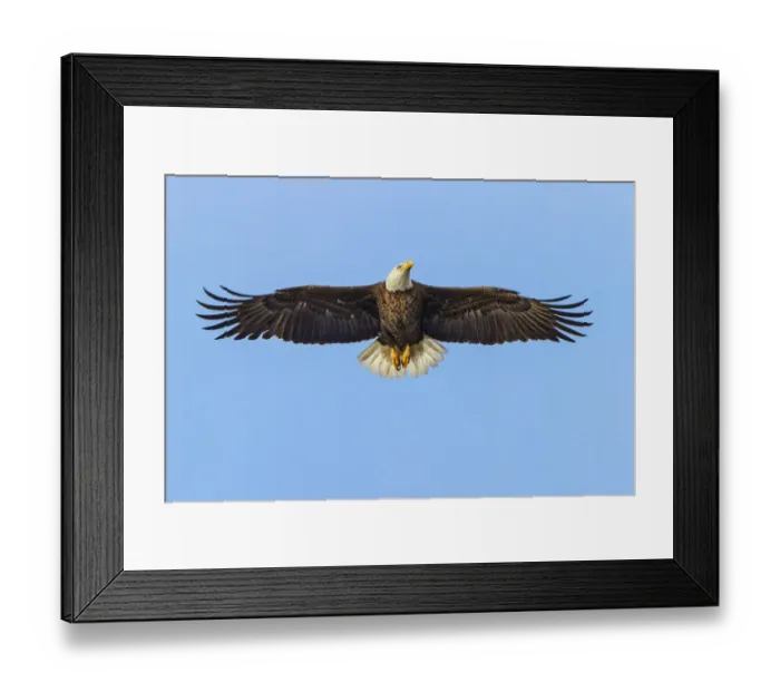 Framed Print : Bald eagle flying, Florida Framed Print : Bald eagle flying, Florida