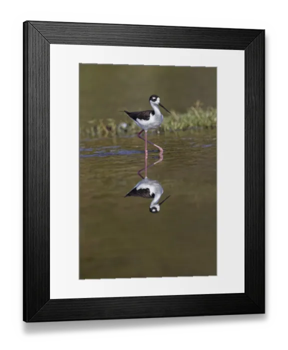 Framed Print : Black-necked stilt, Myakka River State Park, Florida Framed Print : Black-necked stilt, Myakka River State Park, Florida