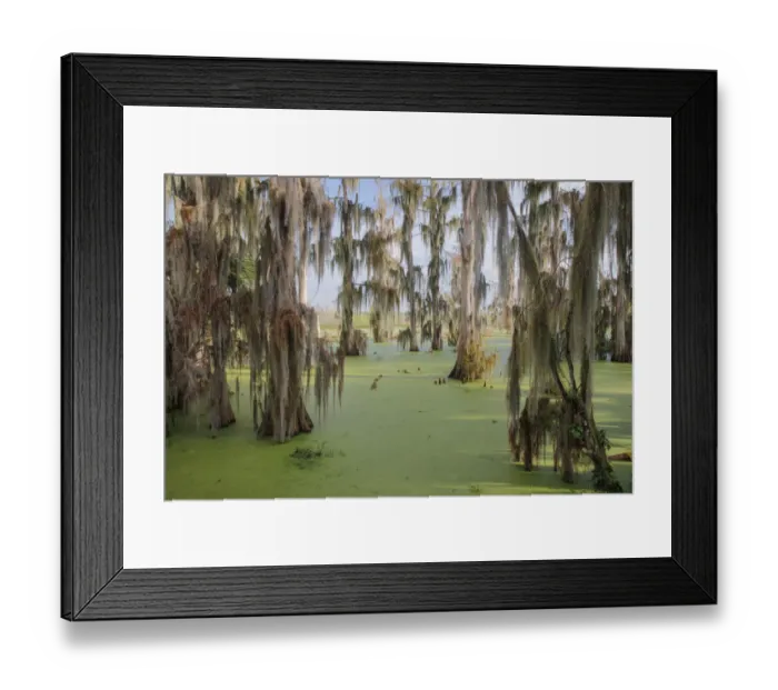 Framed Print : Cypress trees draped in Spanish moss, Circle B Ranch, Polk County, Florida Framed Print : Cypress trees draped in Spanish moss, Circle B Ranch, Polk County, Florida
