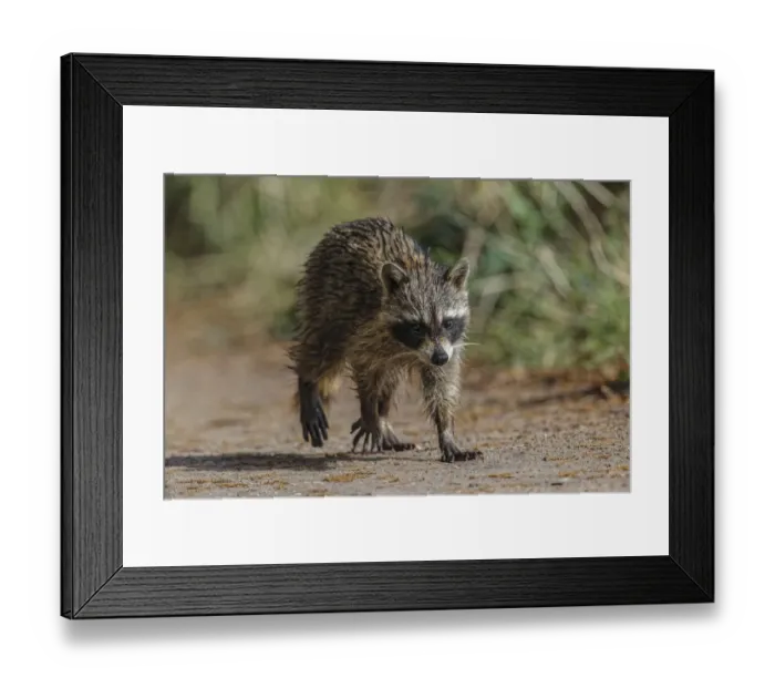 Framed Print : Raccoon walking, Circle B Ranch, Florida Framed Print : Raccoon walking, Circle B Ranch, Florida