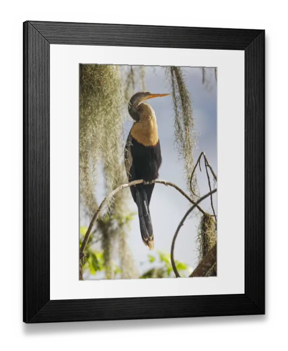 Framed Print : Female Anhinga. Circle B Ranch, Florida