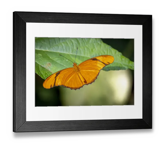Framed Print : USA, Colorado, Fort Collins. Julia butterfly close-up Framed Print : USA, Colorado, Fort Collins. Julia butterfly close-up