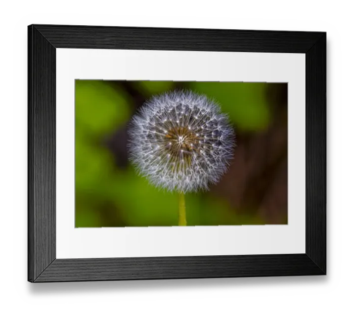 Framed Print : USA, Colorado, Young Gulch. Dandelion close-up Framed Print : USA, Colorado, Young Gulch. Dandelion close-up