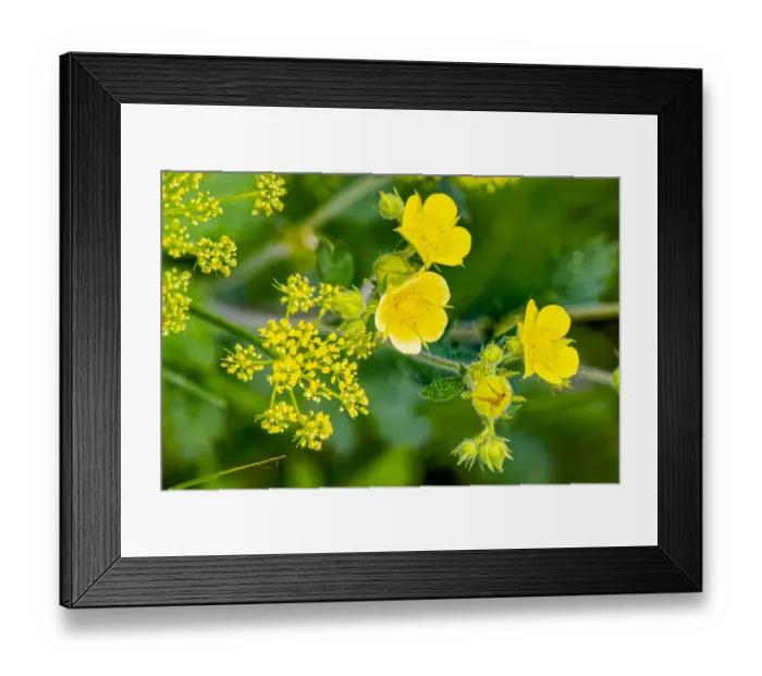 Framed Print : USA, Colorado, Young Gulch. Leafy cinquefoil flowers Framed Print : USA, Colorado, Young Gulch. Leafy cinquefoil flowers