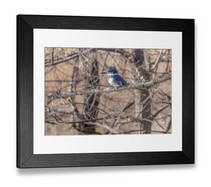 Framed Print : USA, Colorado, Timnath. Adult male belted kingfisher in tree Framed Print : USA, Colorado, Timnath. Adult male belted kingfisher in tree