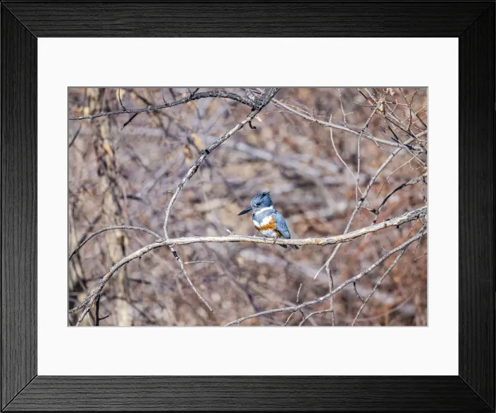 Framed Print : USA, Colorado, Timnath. Adult female belted kingfisher in tree Framed Print : USA, Colorado, Timnath. Adult female belted kingfisher in tree