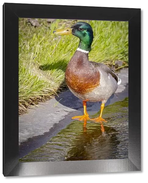 USA, Colorado, Ft. Collins. Adult male mallard duck and water