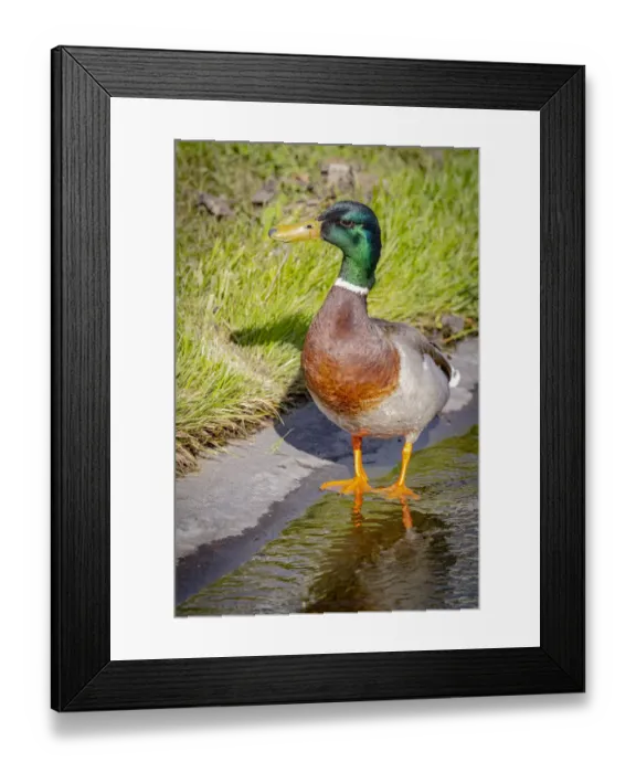 Framed Print : USA, Colorado, Ft. Collins. Adult male mallard duck and water Framed Print : USA, Colorado, Ft. Collins. Adult male mallard duck and water