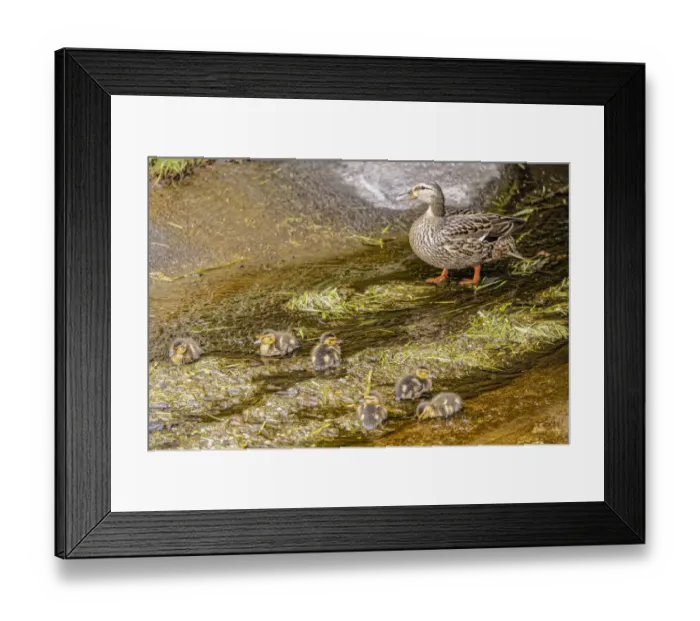 Framed Print : USA, Colorado, Ft. Collins. Adult mallard female with ducklings Framed Print : USA, Colorado, Ft. Collins. Adult mallard female with ducklings