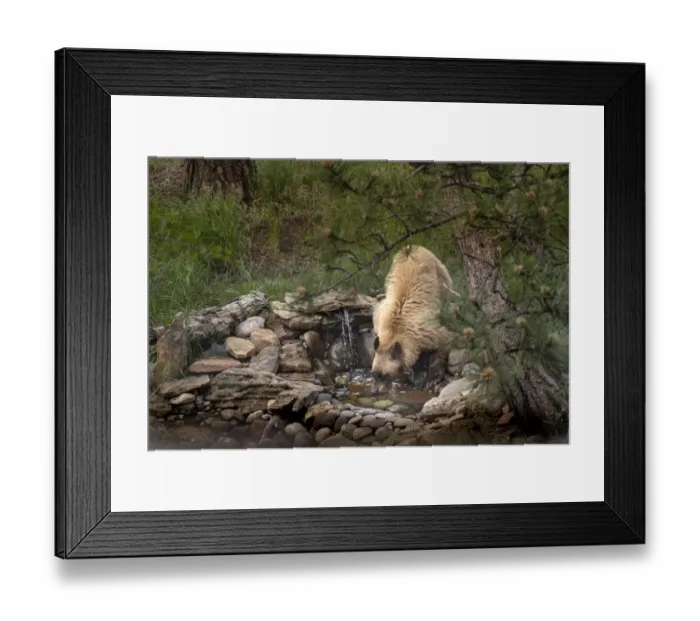 Framed Print : USA, Colorado, Woodland Park. Cinnamon-colored black bear drinking from backyard pond Framed Print : USA, Colorado, Woodland Park. Cinnamon-colored black bear drinking from backyard pond