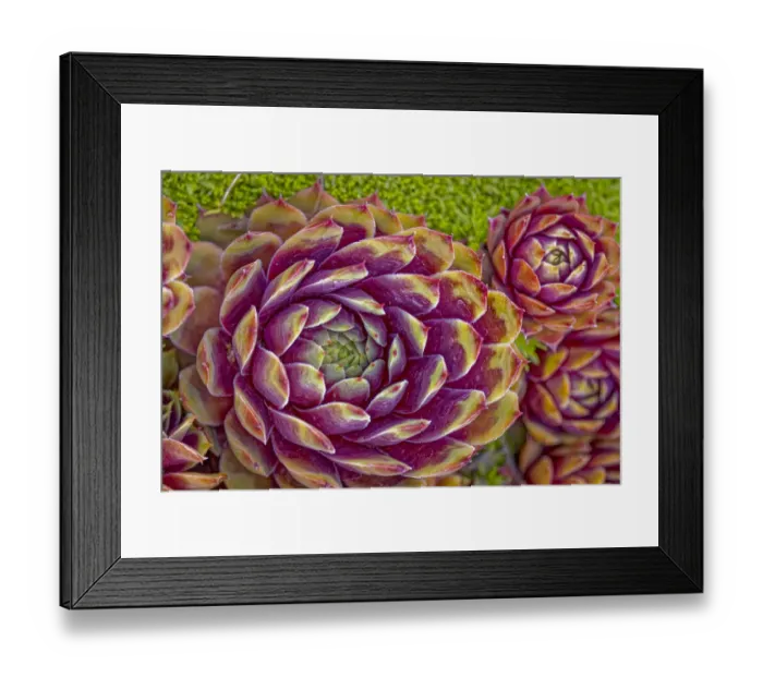 Framed Print : USA, Colorado, Fort Collins. Hens and chicks succulent plant close-up Framed Print : USA, Colorado, Fort Collins. Hens and chicks succulent plant close-up