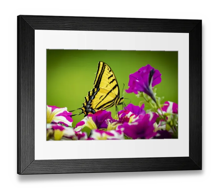 Framed Print : USA, Colorado, Fort Collins. Eastern tiger swallowtail on petunia flowers Framed Print : USA, Colorado, Fort Collins. Eastern tiger swallowtail on petunia flowers