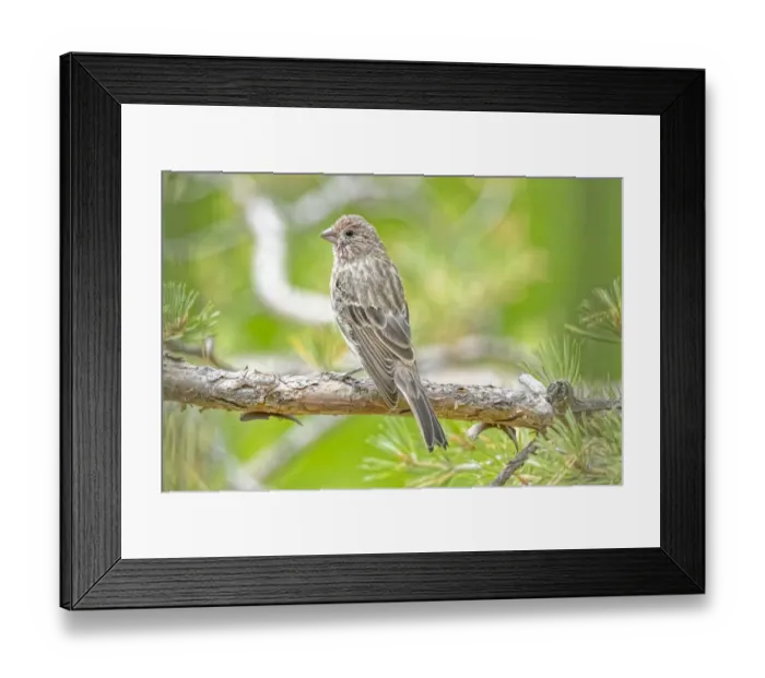 Framed Print : USA, Colorado, Fort Collins. Male house finch in a Hawthorne tree Framed Print : USA, Colorado, Fort Collins. Male house finch in a Hawthorne tree