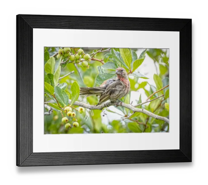 Framed Print : USA, Colorado, Fort Collins. Male house finch in a Hawthorne tree