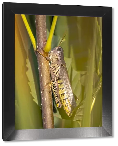 USA, Colorado, Boulder. Large grasshopper on stem