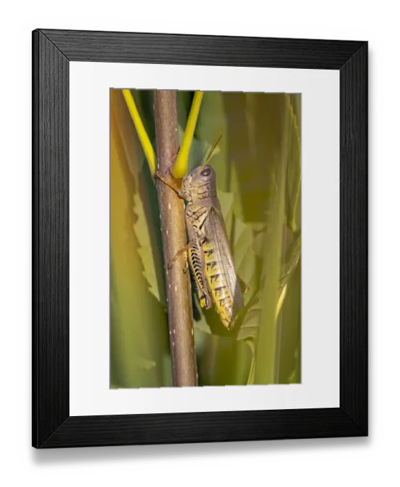 Framed Print : USA, Colorado, Boulder. Large grasshopper on stem Framed Print : USA, Colorado, Boulder. Large grasshopper on stem