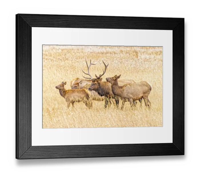 Framed Print : USA, Colorado, Rocky Mountain National Park. North American elk male and females in mating season Framed Print : USA, Colorado, Rocky Mountain National Park. North American elk male and females in mating season