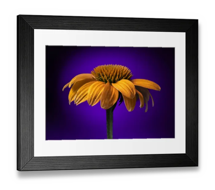 Framed Print : USA, Colorado, Fort Collins. Coneflower close-up Framed Print : USA, Colorado, Fort Collins. Coneflower close-up