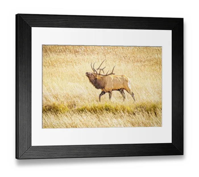 Framed Print : USA, Colorado, Rocky Mountain National Park. North American elk male bugling in mating season Framed Print : USA, Colorado, Rocky Mountain National Park. North American elk male bugling in mating season