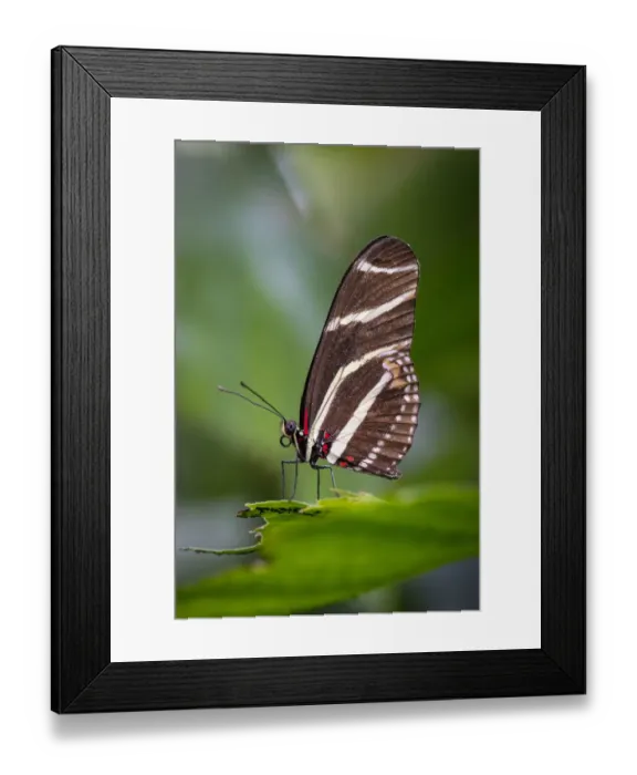 Framed Print : USA, Colorado, Fort Collins. Zebra longwing butterfly close-up