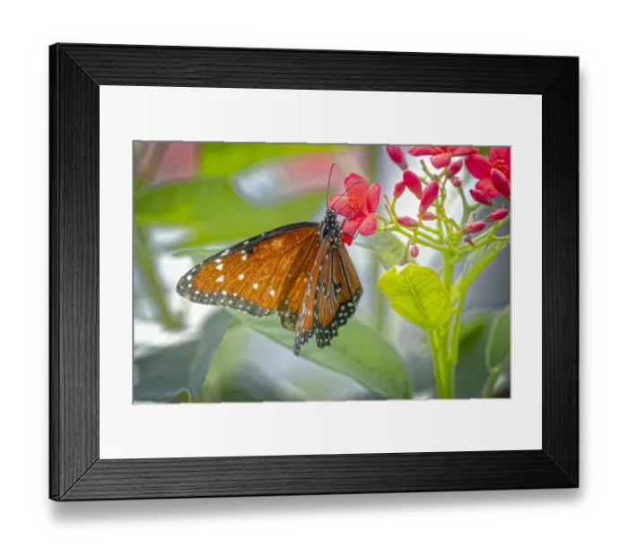 Framed Print : USA, Colorado, Fort Collins. Queen butterfly close-up Framed Print : USA, Colorado, Fort Collins. Queen butterfly close-up
