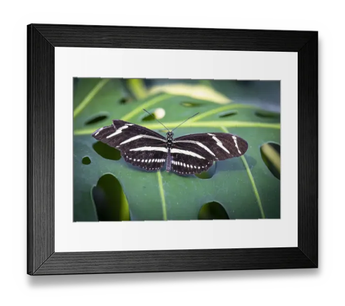 Framed Print : USA, Colorado, Fort Collins. Zebra longwing butterfly close-up