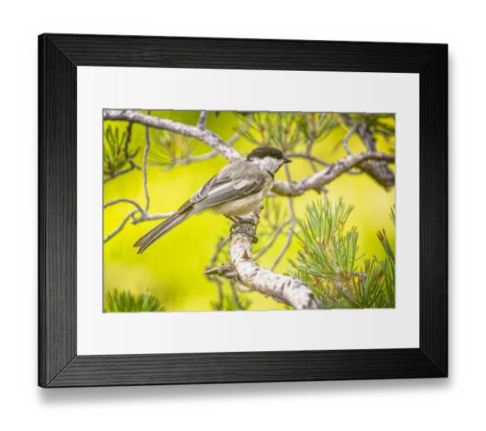 Framed Print : USA, Colorado, Fort Collins. Black-capped chickadee on limb