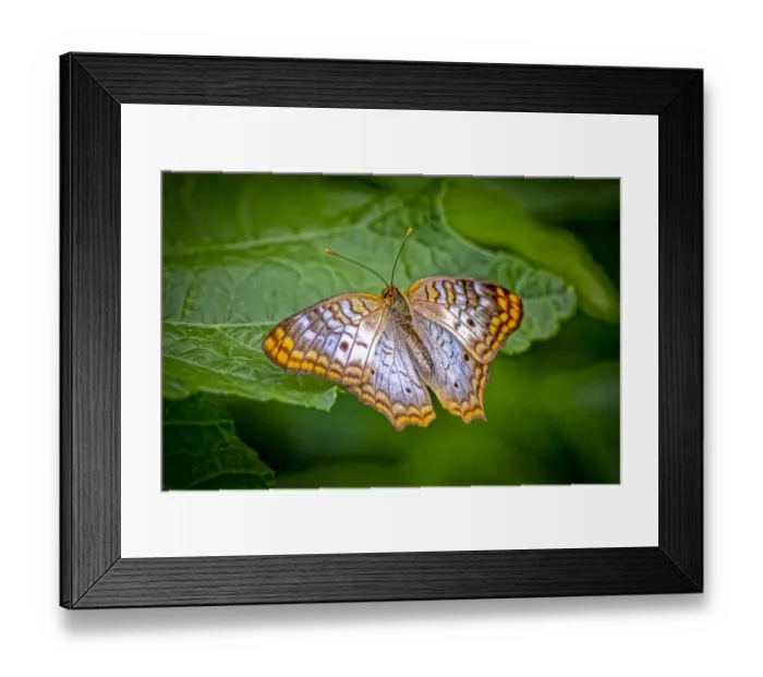 Framed Print : USA, Colorado, Fort Collins. White peacock butterfly close-up
