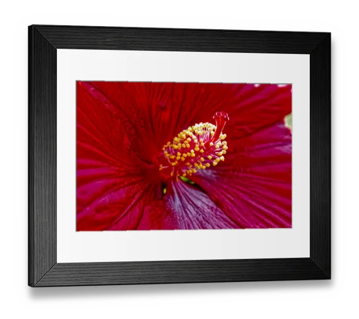 Framed Print : USA, Colorado, Fort Collins. Hibiscus flower detail Framed Print : USA, Colorado, Fort Collins. Hibiscus flower detail