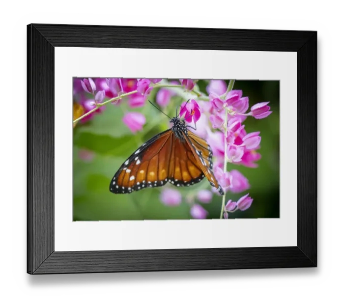 Framed Print : USA, Colorado, Fort Collins. Queen butterfly close-up Framed Print : USA, Colorado, Fort Collins. Queen butterfly close-up