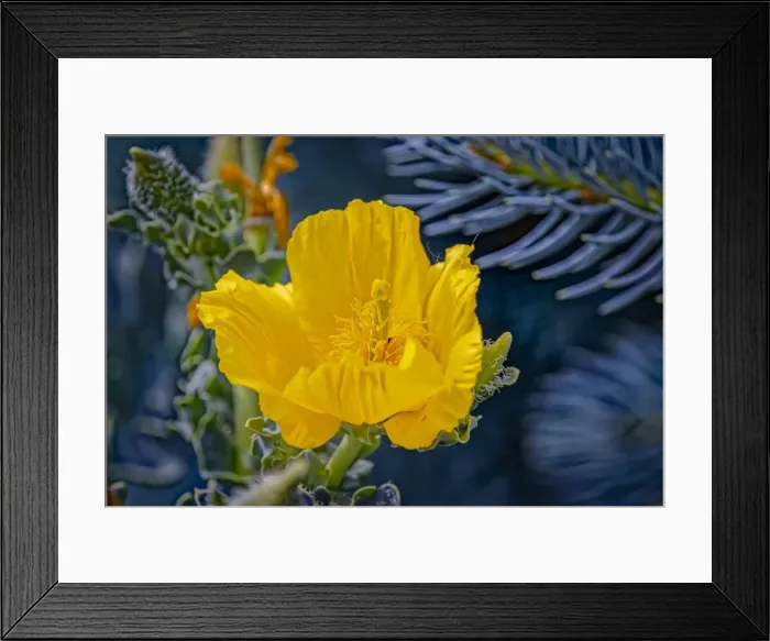 Framed Print : USA, Colorado, Fort Collins. Yellow poppy close-up Framed Print : USA, Colorado, Fort Collins. Yellow poppy close-up